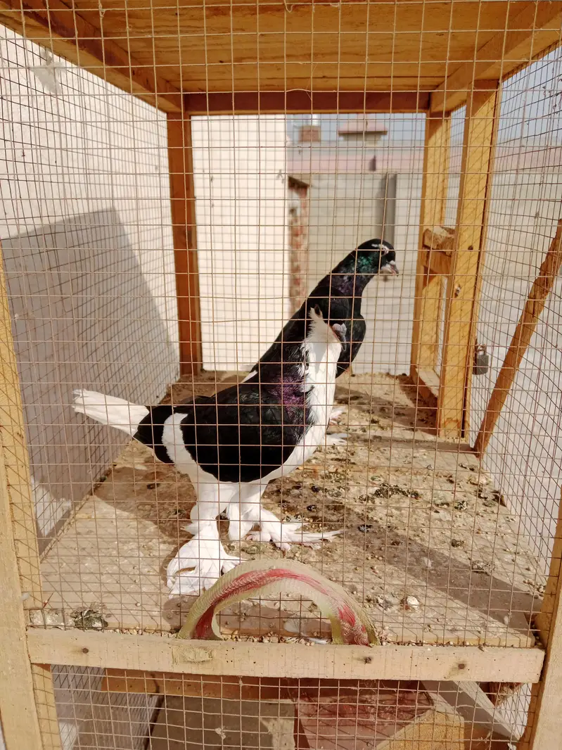 black sherazi — photo 7