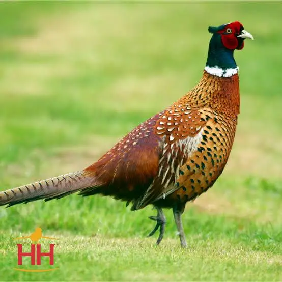 Fancy Hans Available come whats app — photo 7