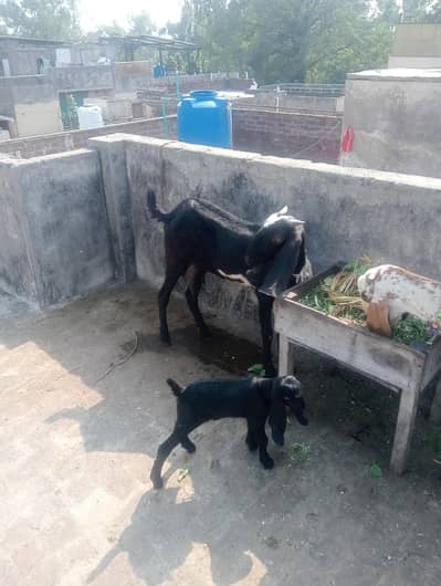 desi goat