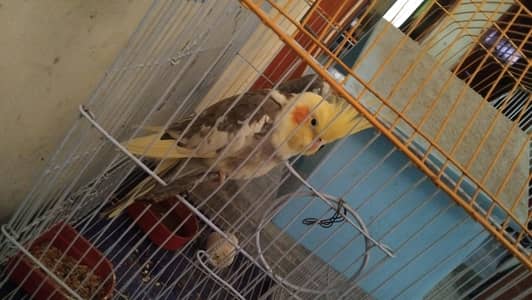 male cocktail ka pair . Ready to breed