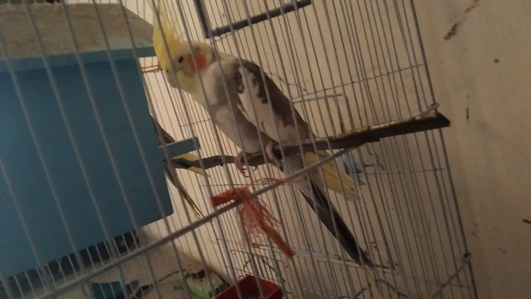 male cocktail ka pair . Ready to breed — photo 2