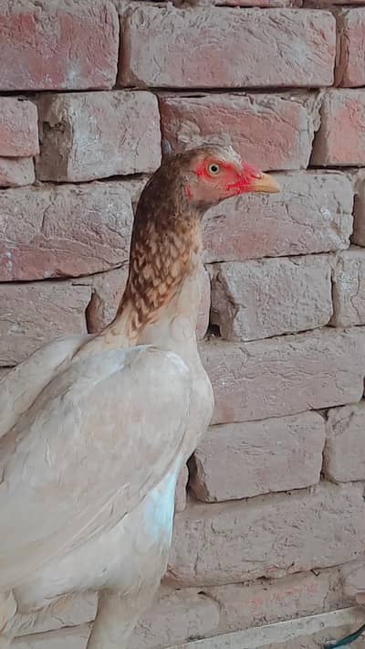 2 pathi for sale
