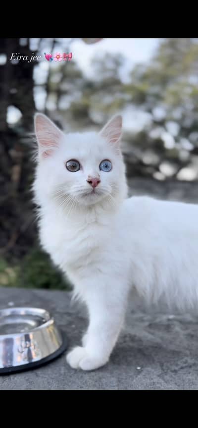 Persian male 4 years old odd eyes semi punch face !!