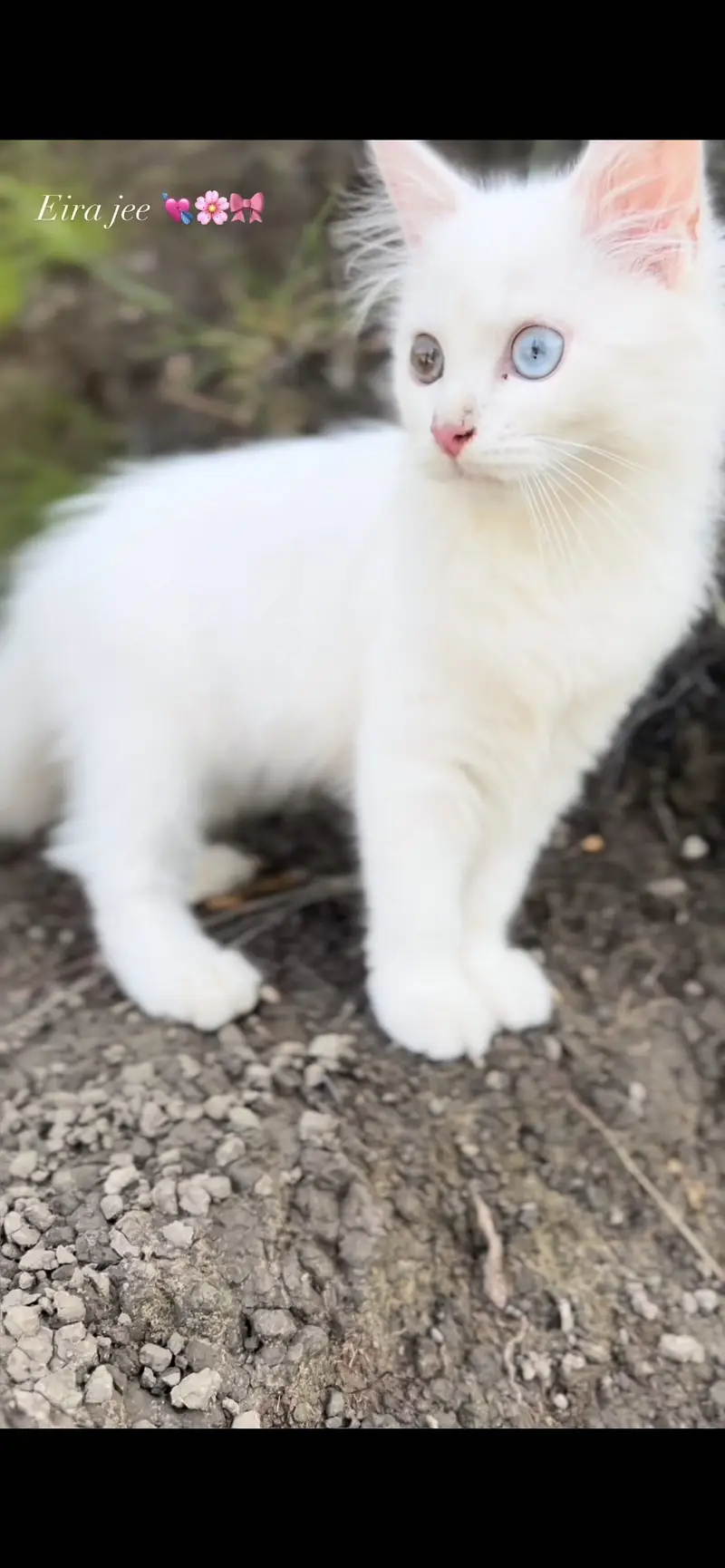 Persian male 4 years old odd eyes semi punch face !! — photo 2