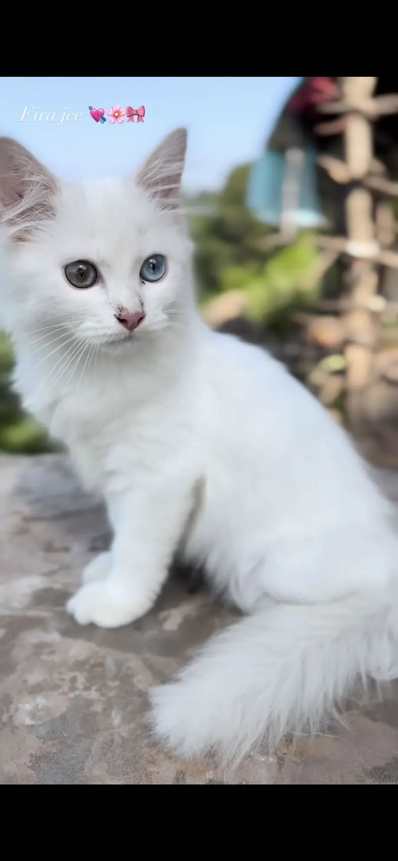 Persian male 4 years old odd eyes semi punch face !! — photo 3