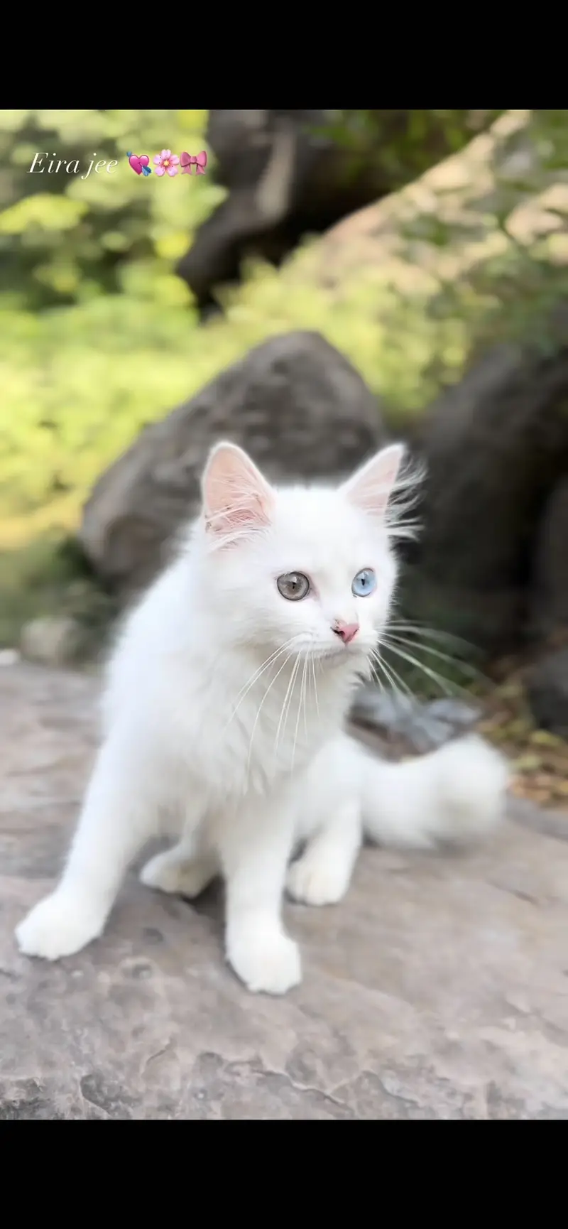 Persian male 4 years old odd eyes semi punch face !! — photo 4