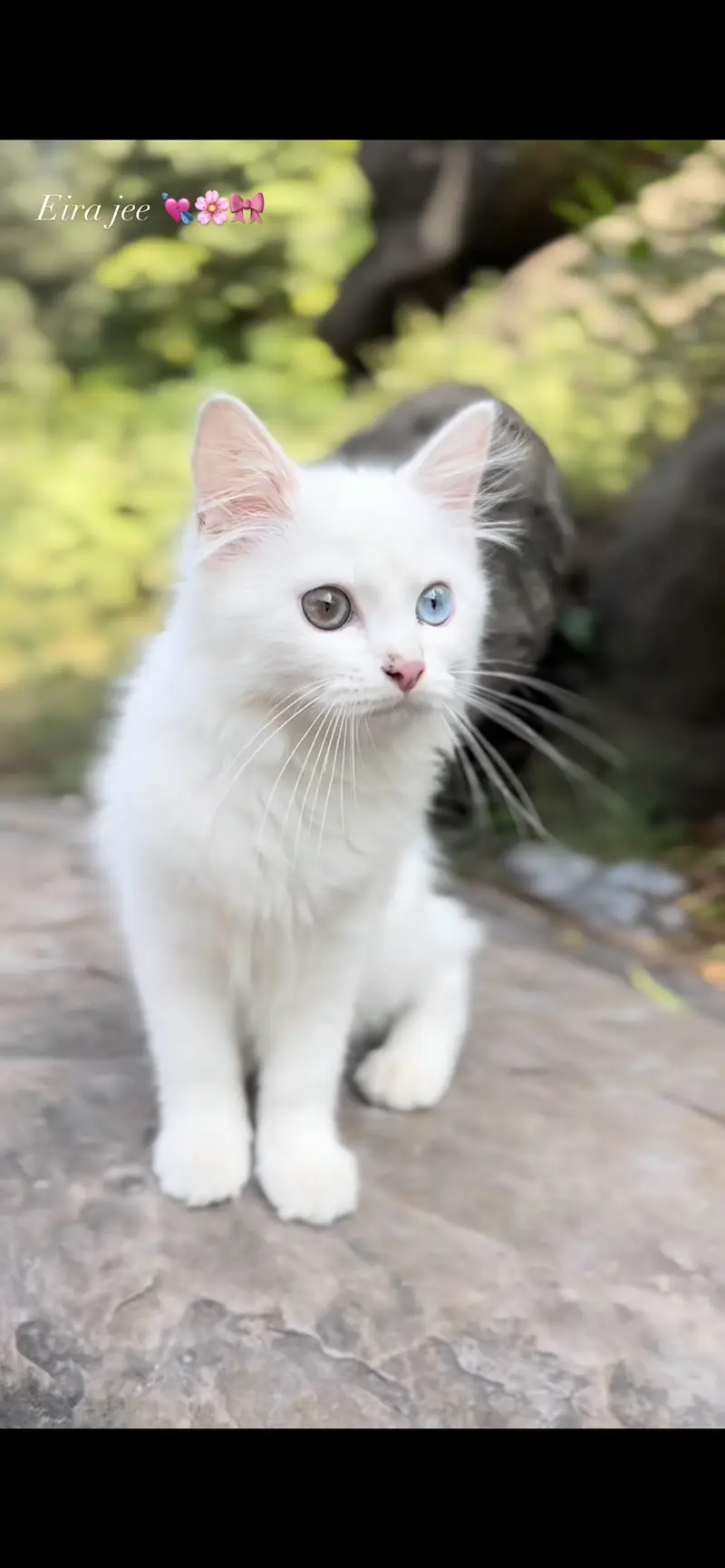 Persian male 4 years old odd eyes semi punch face !! — photo 5