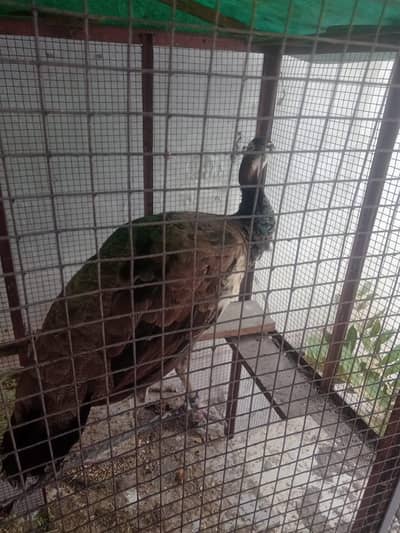 Peacock