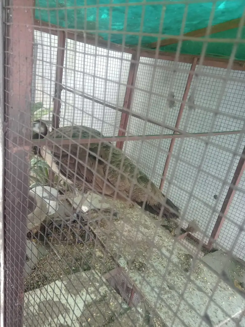 Peacock — photo 2