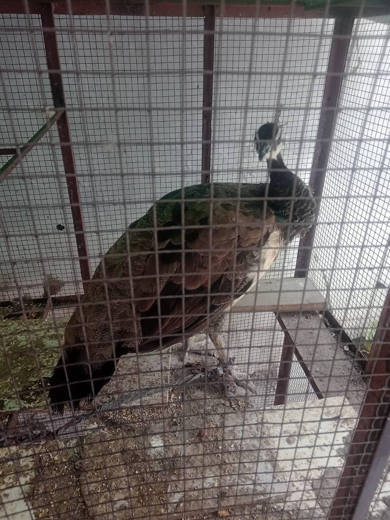 Peacock 2