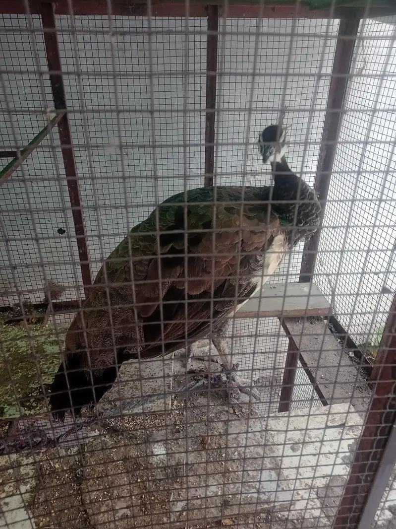 Peacock — photo 3