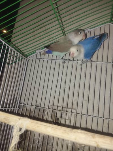 love bird