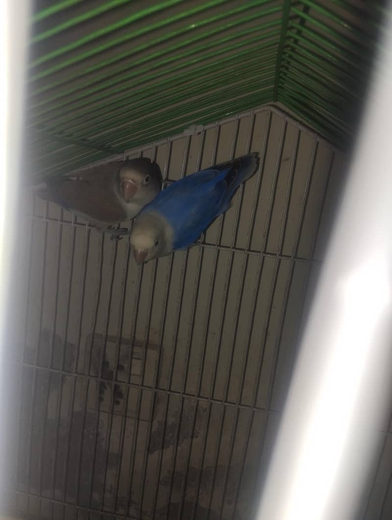 love bird 1