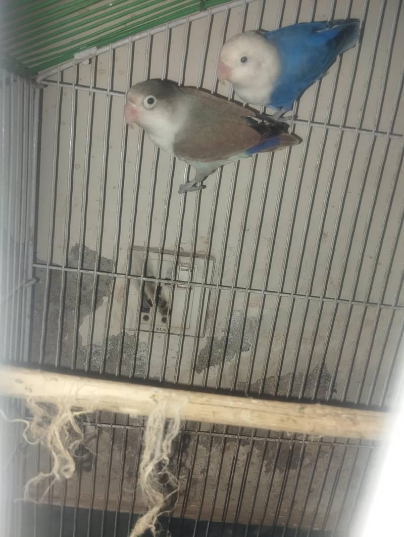 love bird 2