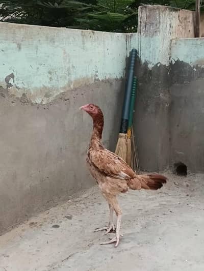 2 lakhi murghia