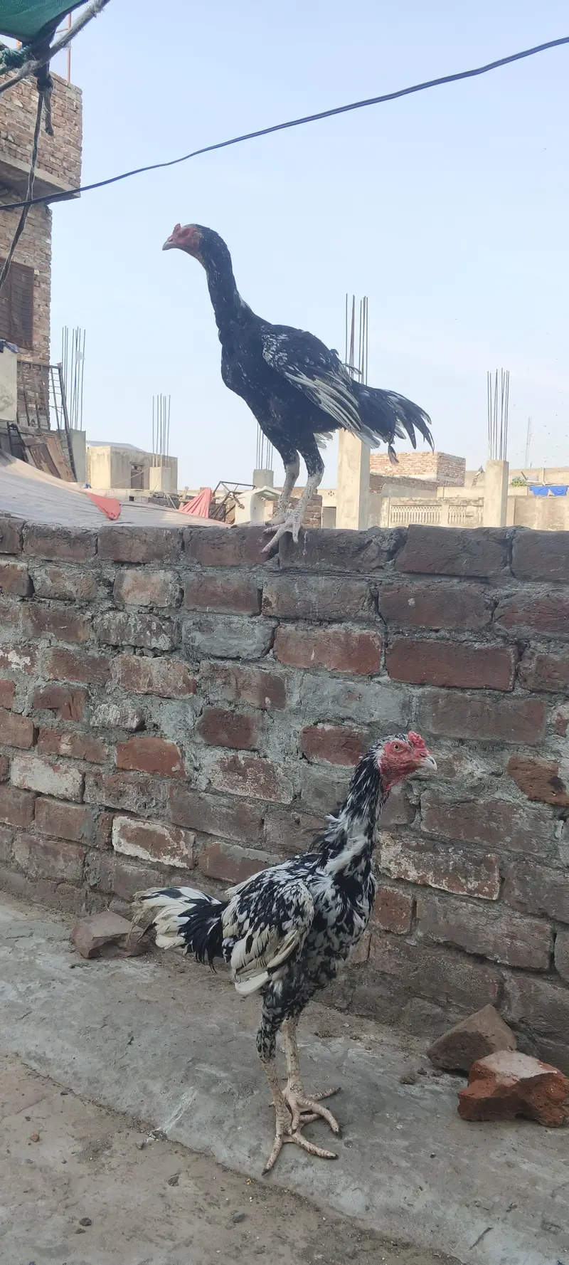 urgent sale dono patha 10k WhatsApp 03707331402 — photo 2