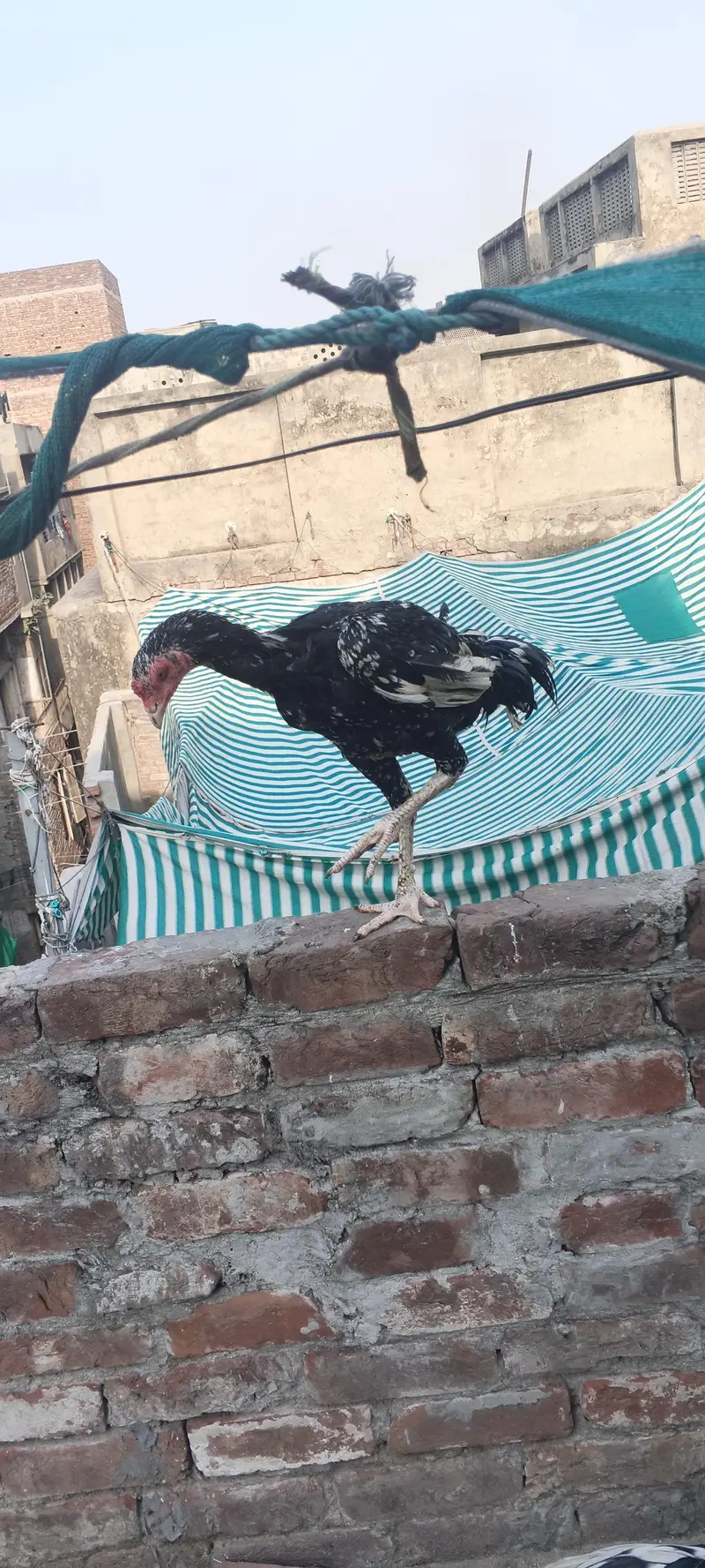 urgent sale dono patha 10k WhatsApp 03707331402 — photo 3