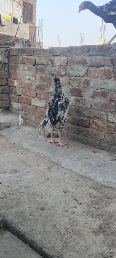 urgent sale dono patha 10k WhatsApp 03707331402