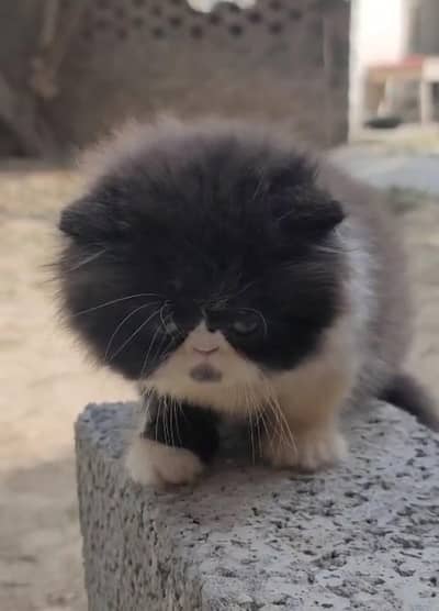 kitten for sale