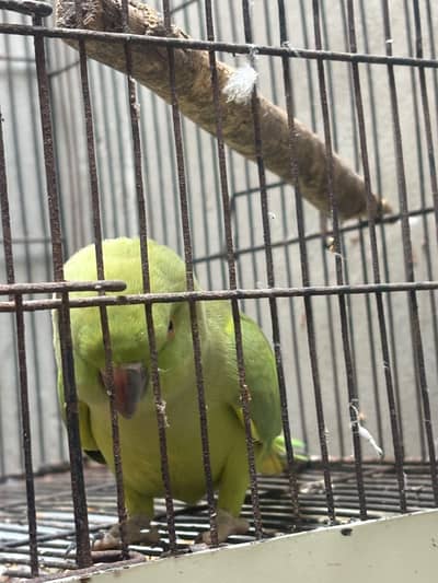 parrot for sale