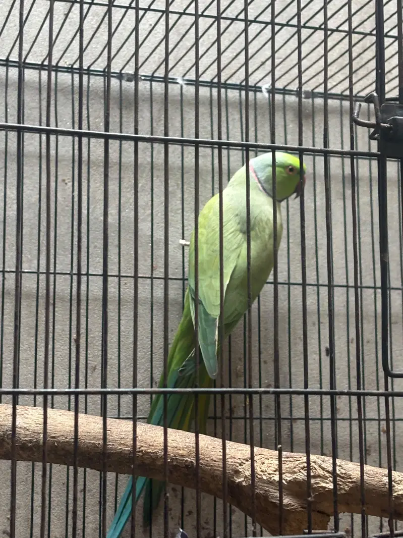parrot for sale — photo 2