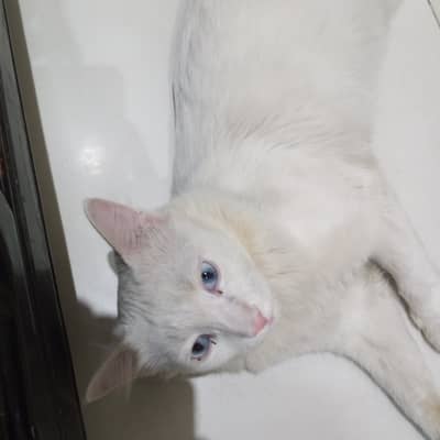 bahut hi pyari Billi hai bacchon ke sath khelne wali Billi hai