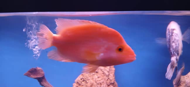 Unique Fish For Sale in Lhr
