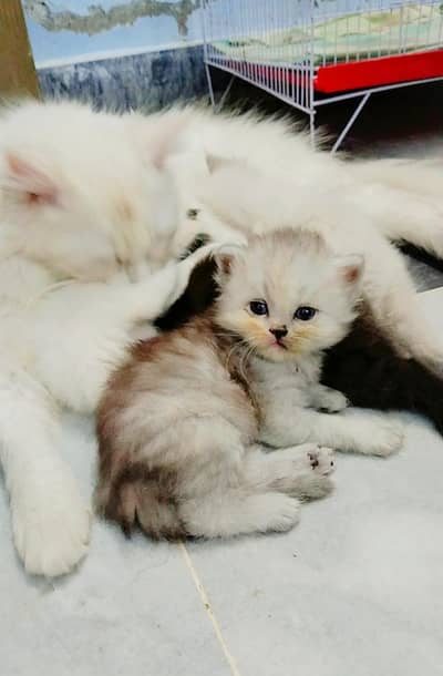 Persian kitten For Sale
