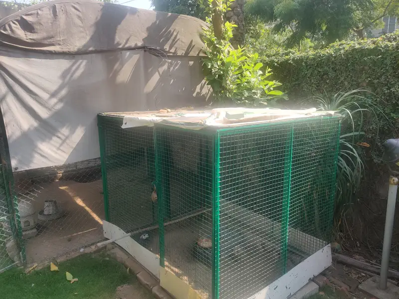 Big Solid Iron Cage for Hens & other Birds — photo 2