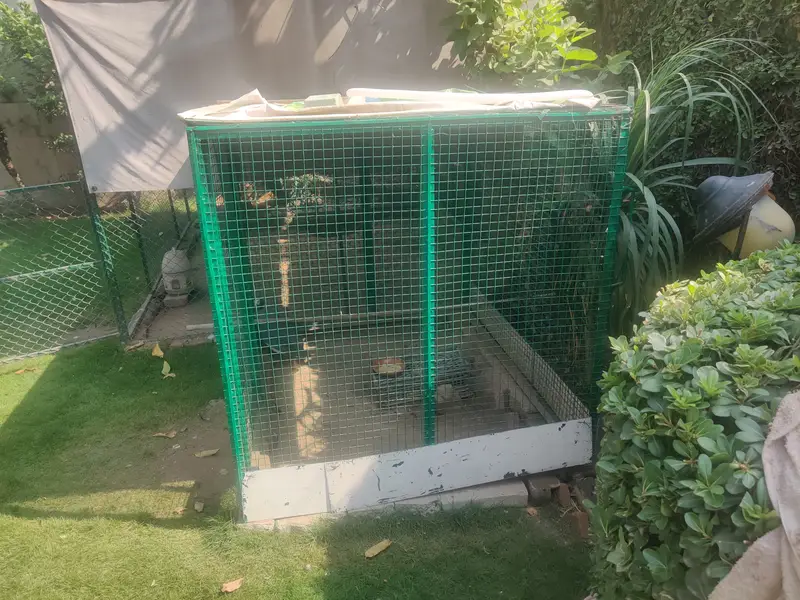 Big Solid Iron Cage for Hens & other Birds — photo 4