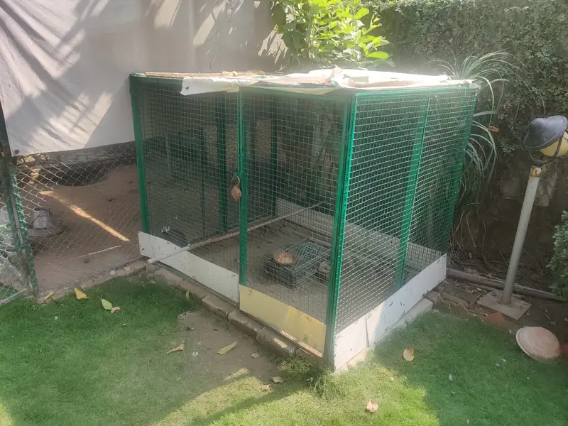 Big Solid Iron Cage for Hens & other Birds — photo 5