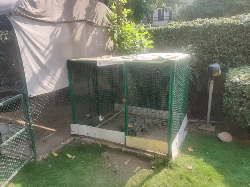 Big Solid Iron Cage for Hens & other Birds — photo 6