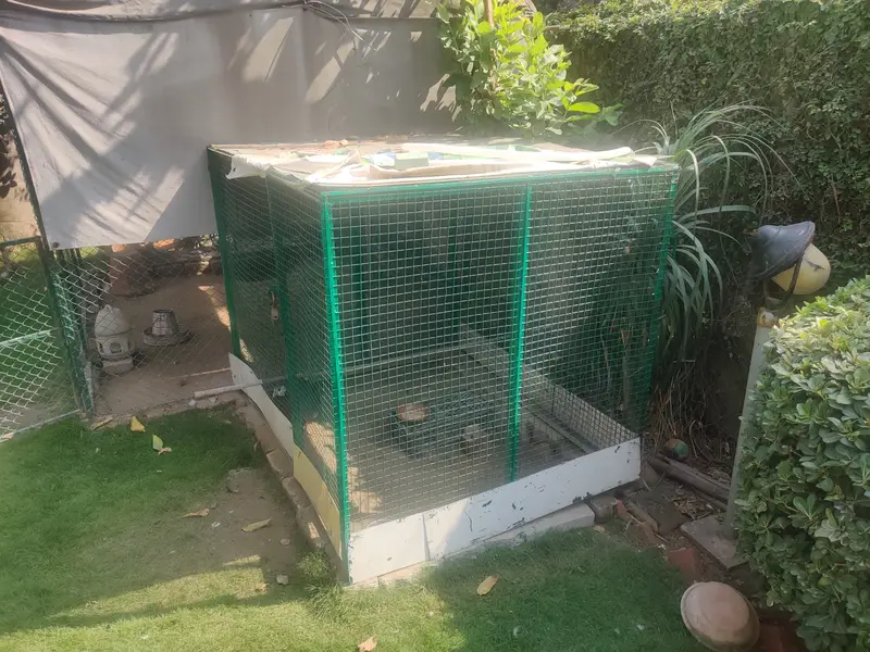 Big Solid Iron Cage for Hens & other Birds — photo 10
