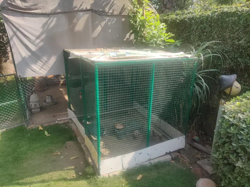 Big Solid Iron Cage for Hens & other Birds — photo 12
