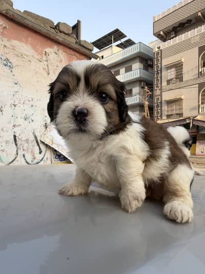 sharju dogs