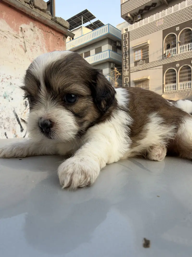 sharju dogs — photo 2