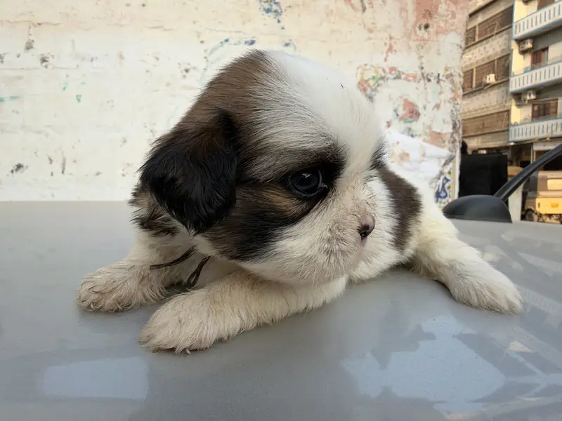 sharju dogs — photo 3