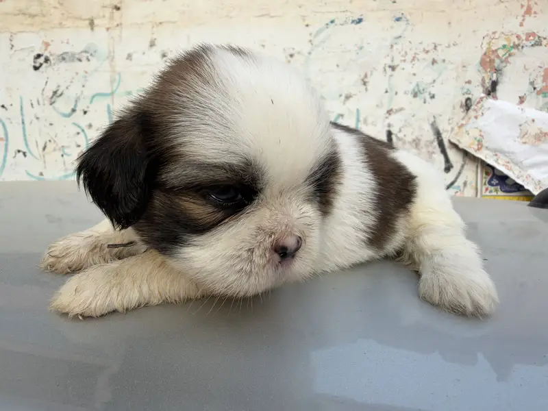 sharju dogs — photo 4