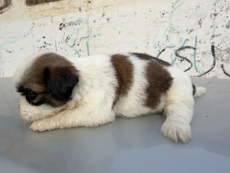 sharju dogs — photo 5