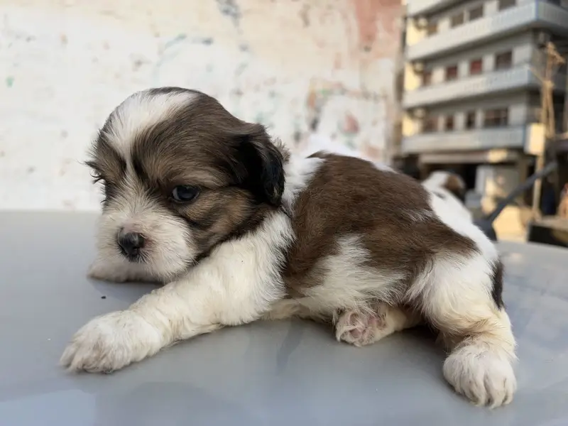 sharju dogs — photo 6