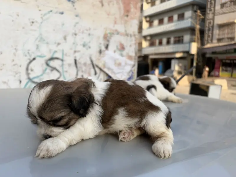 sharju dogs — photo 7