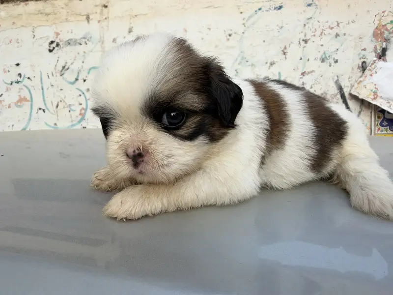 sharju dogs — photo 8