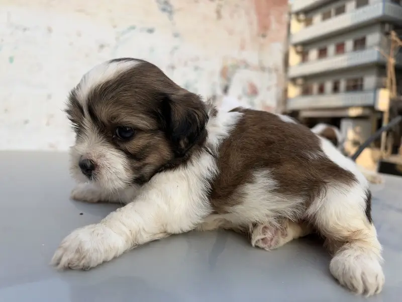 sharju dogs — photo 9