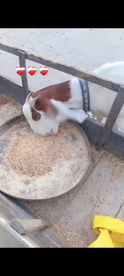 Rajan puri cross Pregnant Bakri. . Healthy And Active