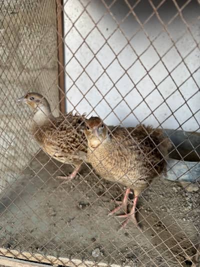 Golden breeder pajr