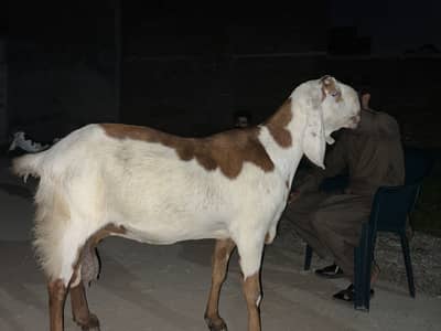 shokeen logo k lie Khubsurat Nasli Bakri For sale