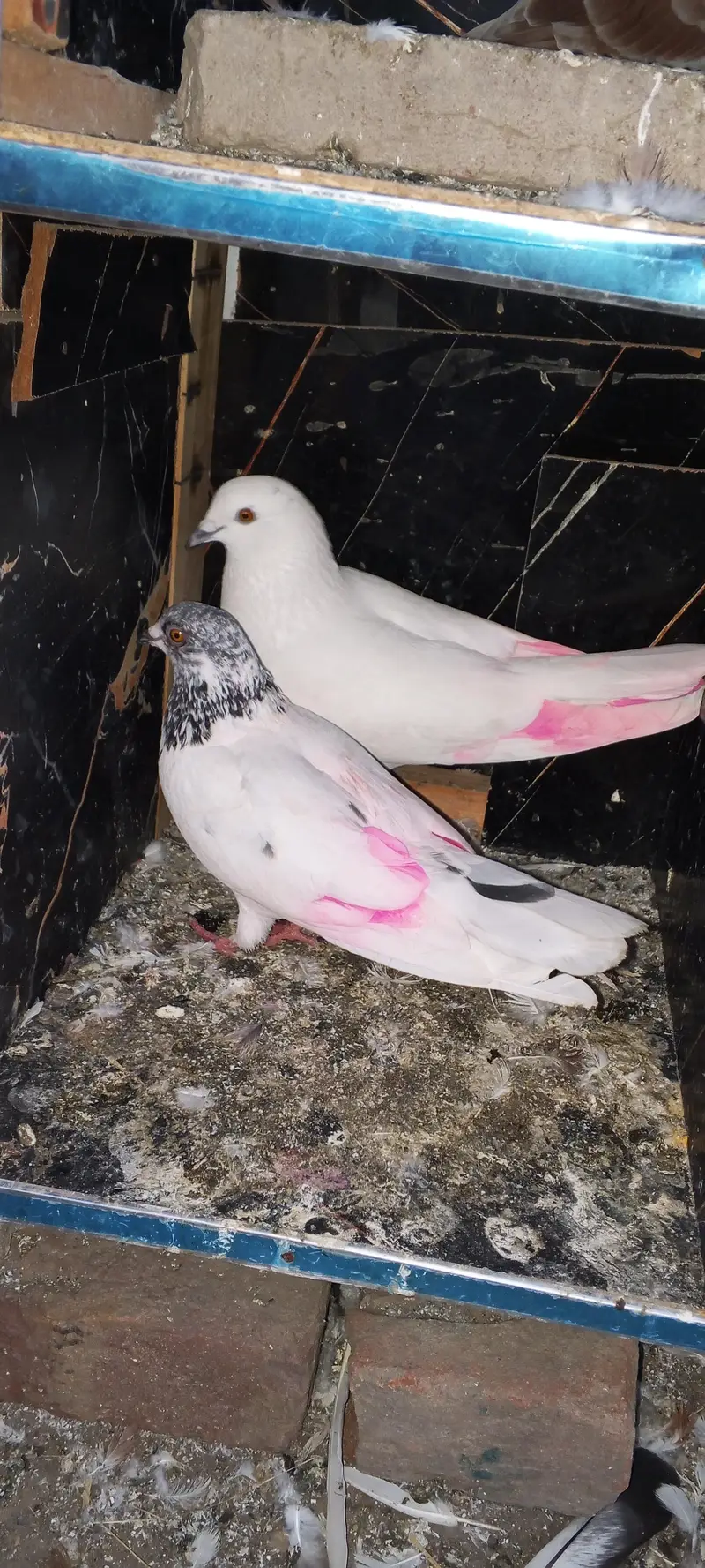 am selling 2 pair pegions — photo 3