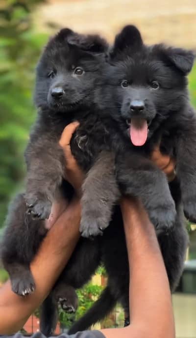 German shepherd pedigree pair