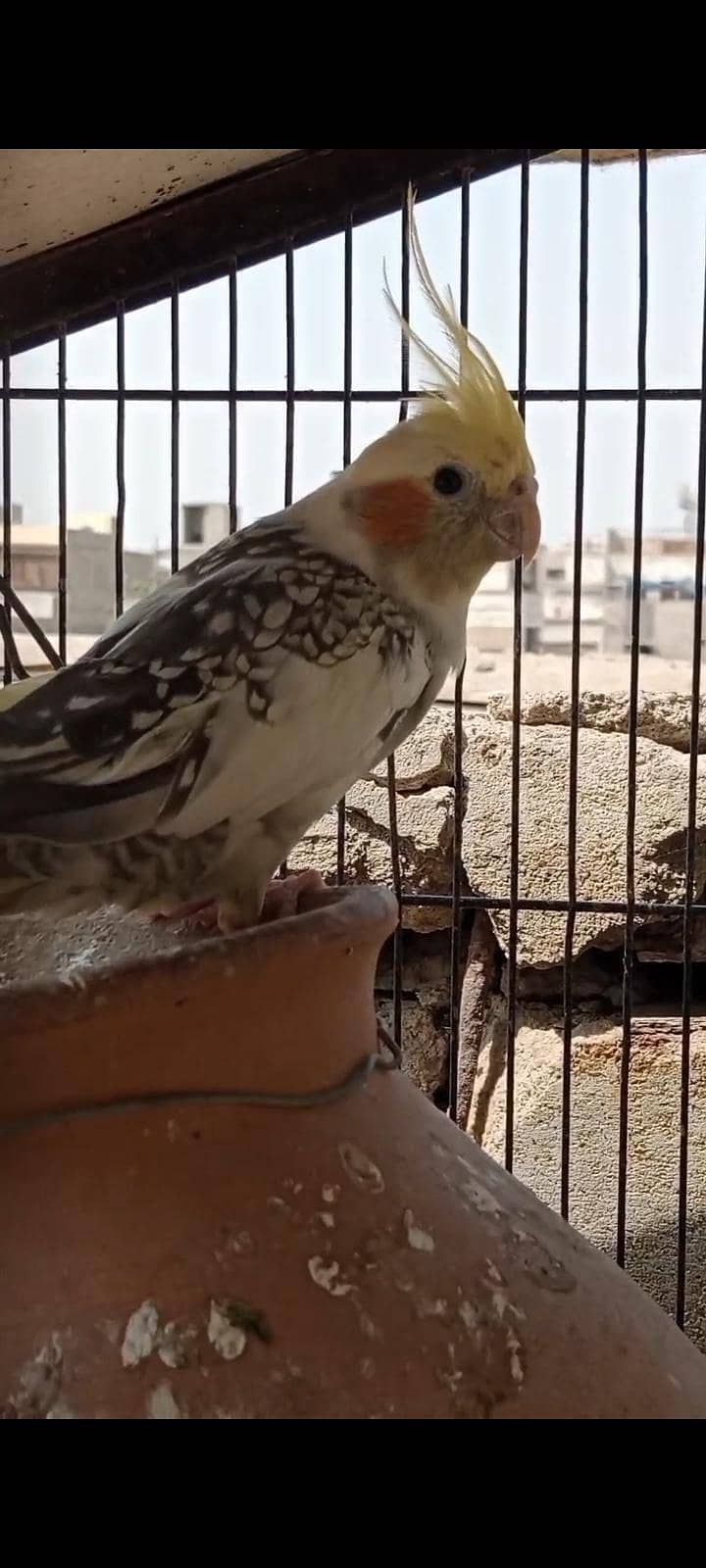 COCKTAIL. 1