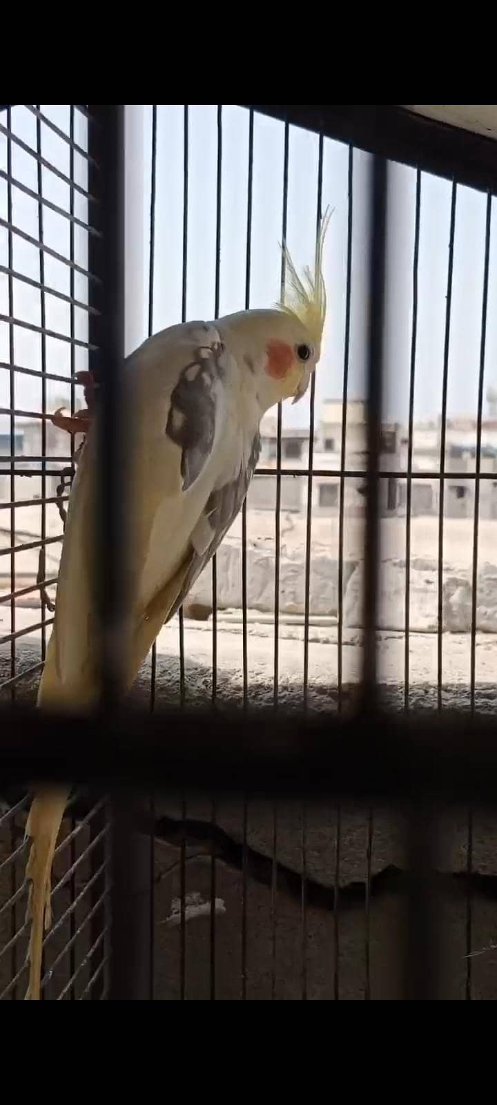 COCKTAIL. 6